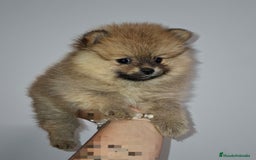 Pomerania perros en venta: Últimos bebes de pomerania - Imagen 12
