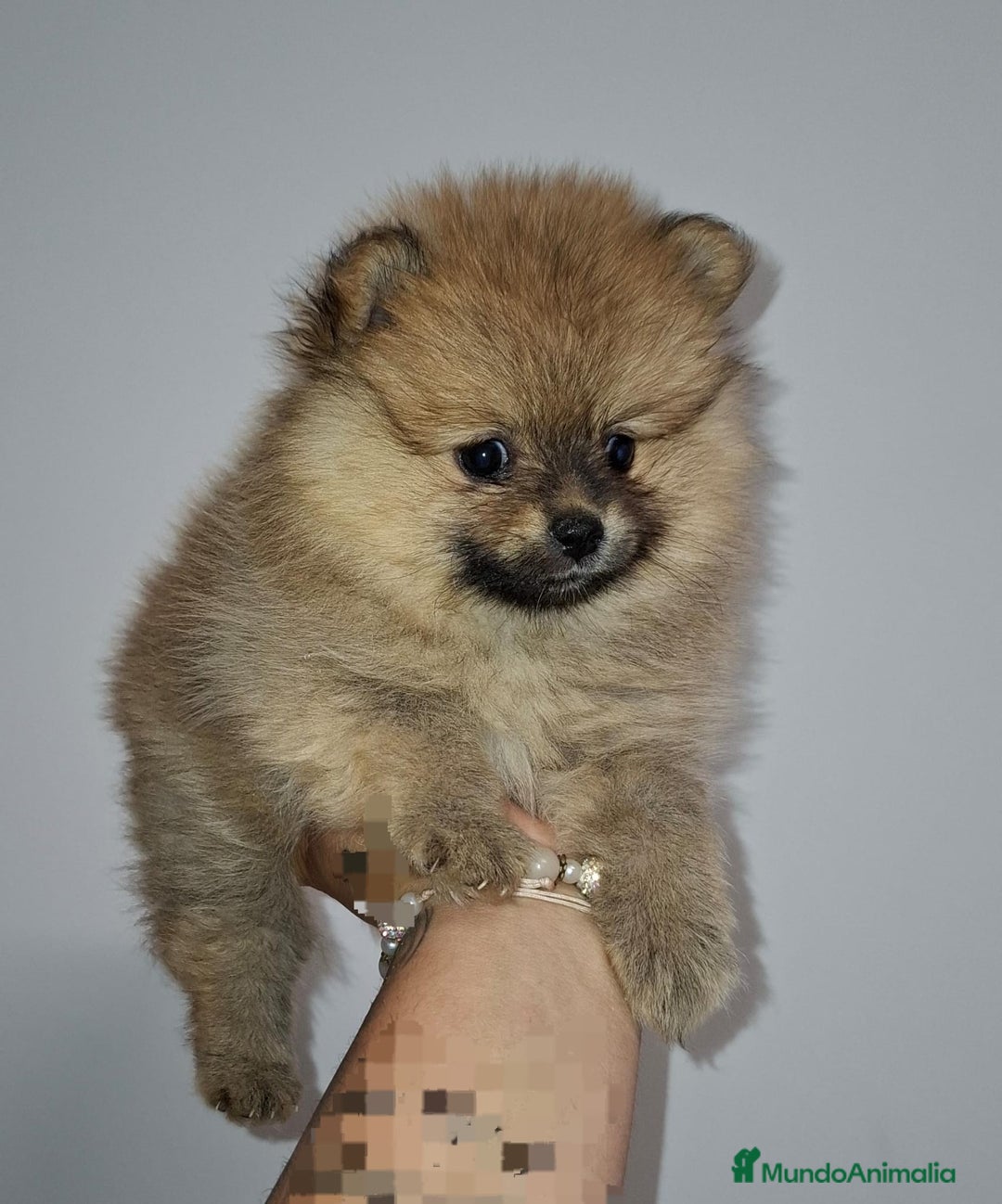 Pomerania perros en venta: Últimos bebes de pomerania - Imagen 12