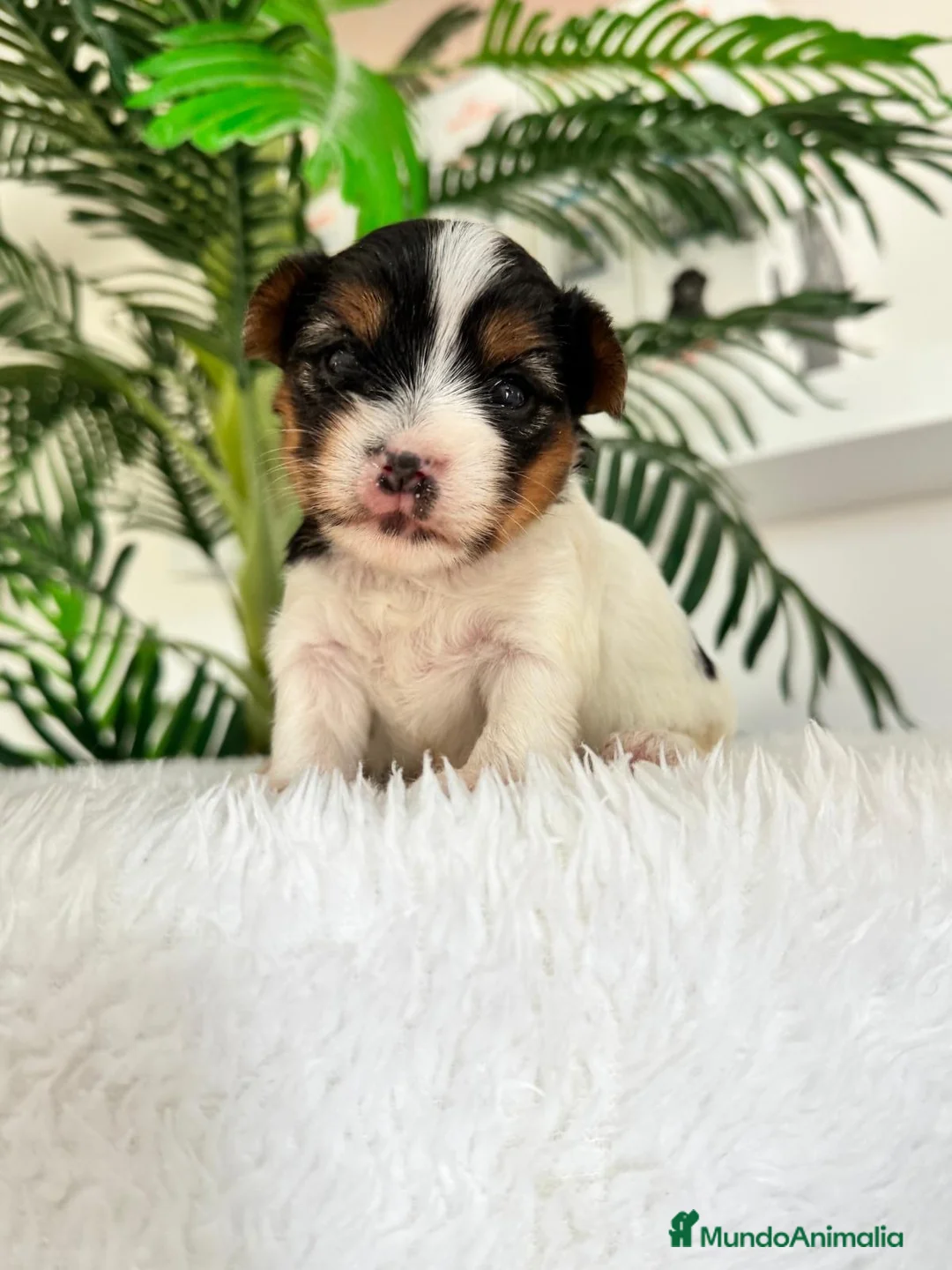 Yorkshire Terrier perros en venta: YORKSHIRE BIEWER  - Anuncio 2