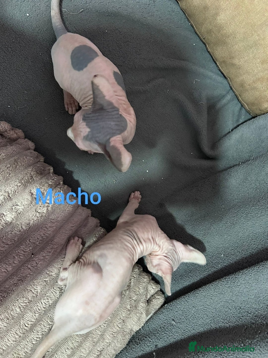 Sphynx gatos en venta: Sphynx calidad y selección  - Imagen 5