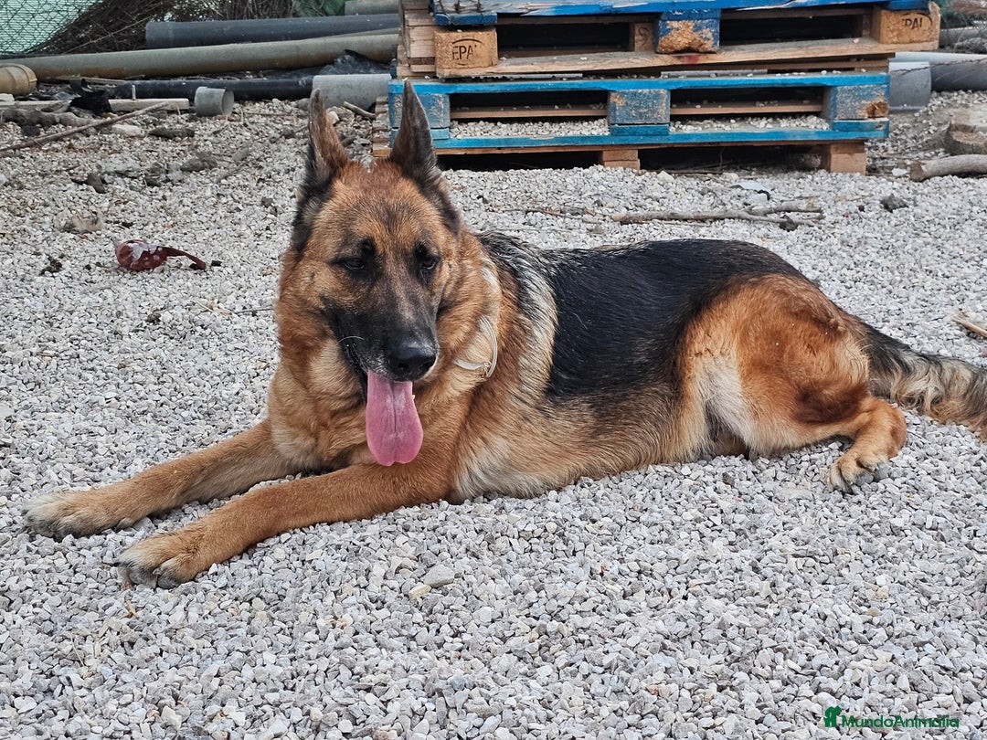 Pastor Alemán perros en adopcion: Hembras de pastor alemán negro fuego - Anuncio 3