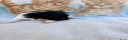Pomerania perros en venta: Pomerania - Anuncio 6