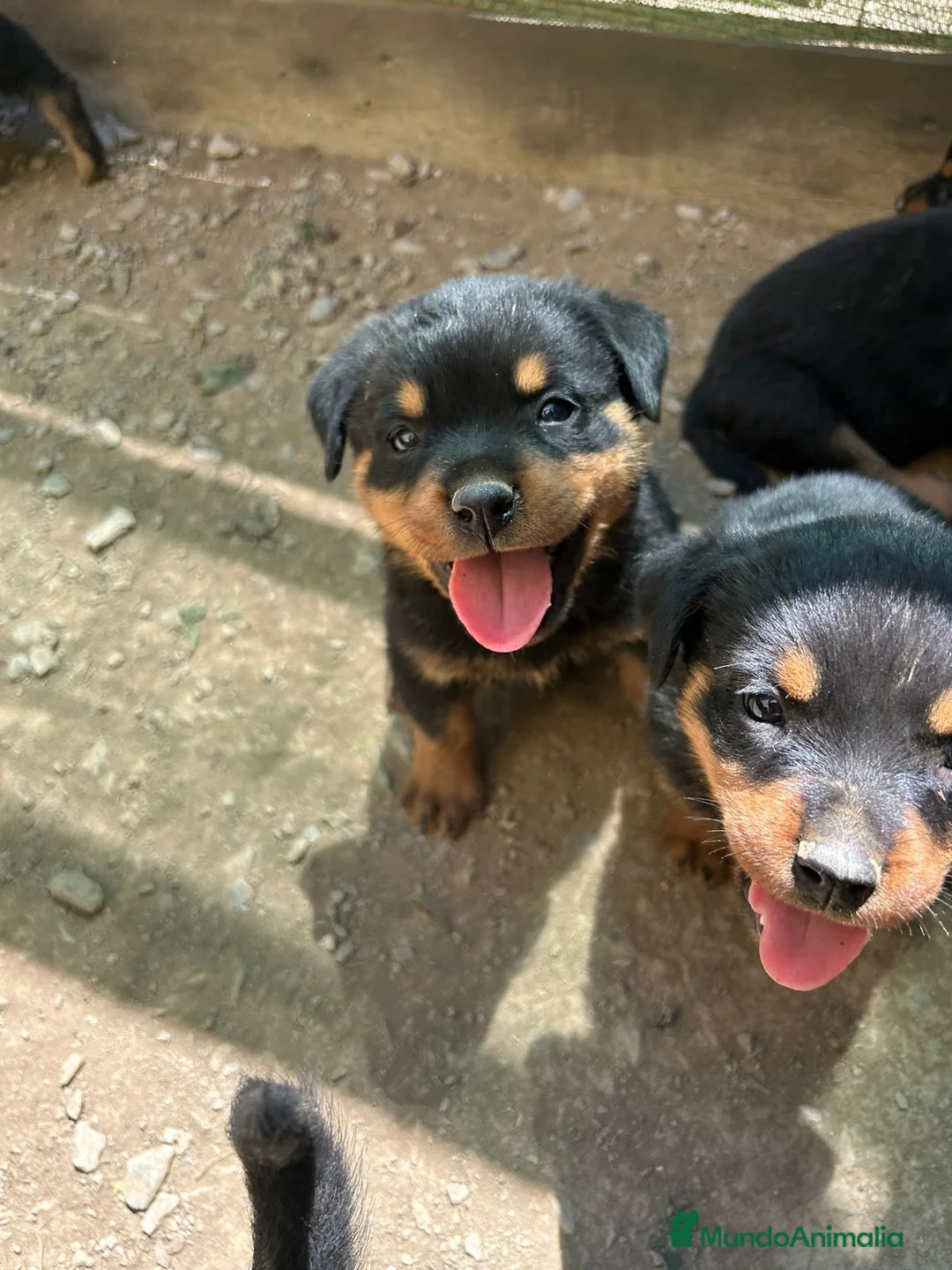 Rottweiler perros en venta: CACHORRO DE ROTTWAILER  - Anuncio 4