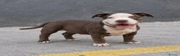 American Bully perros en venta: American Bully - Anuncio 4