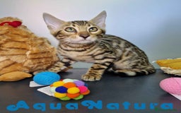 Bengalí gatos en venta: Bengali Hembra 4607 AQUANATURA - Imagen 3