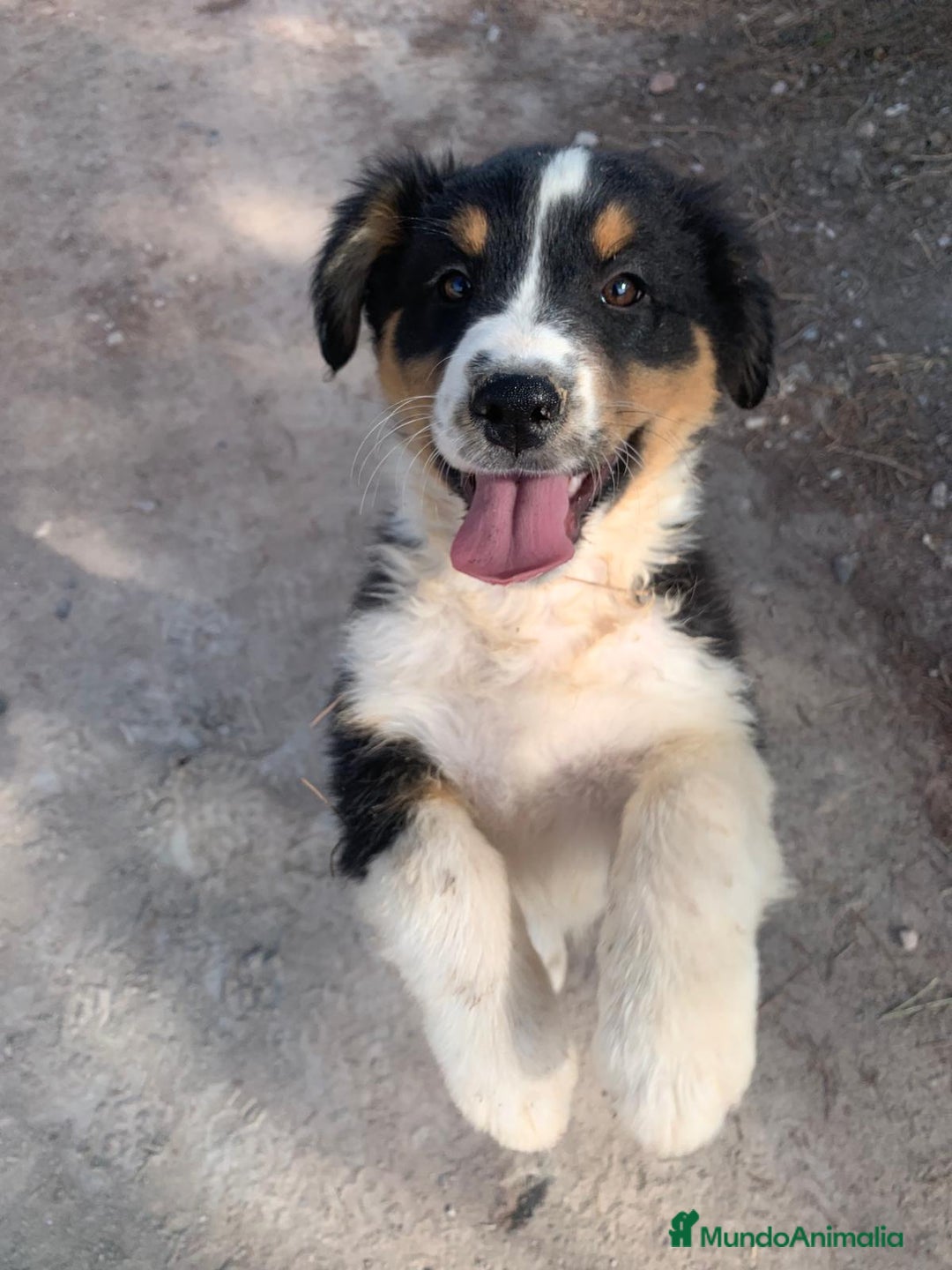 Pastor Australiano perros en venta: PASTOR AUSTRALIANO - Anuncio 1