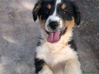 Pastor Australiano perros PASTOR AUSTRALIANO - Anuncio 1