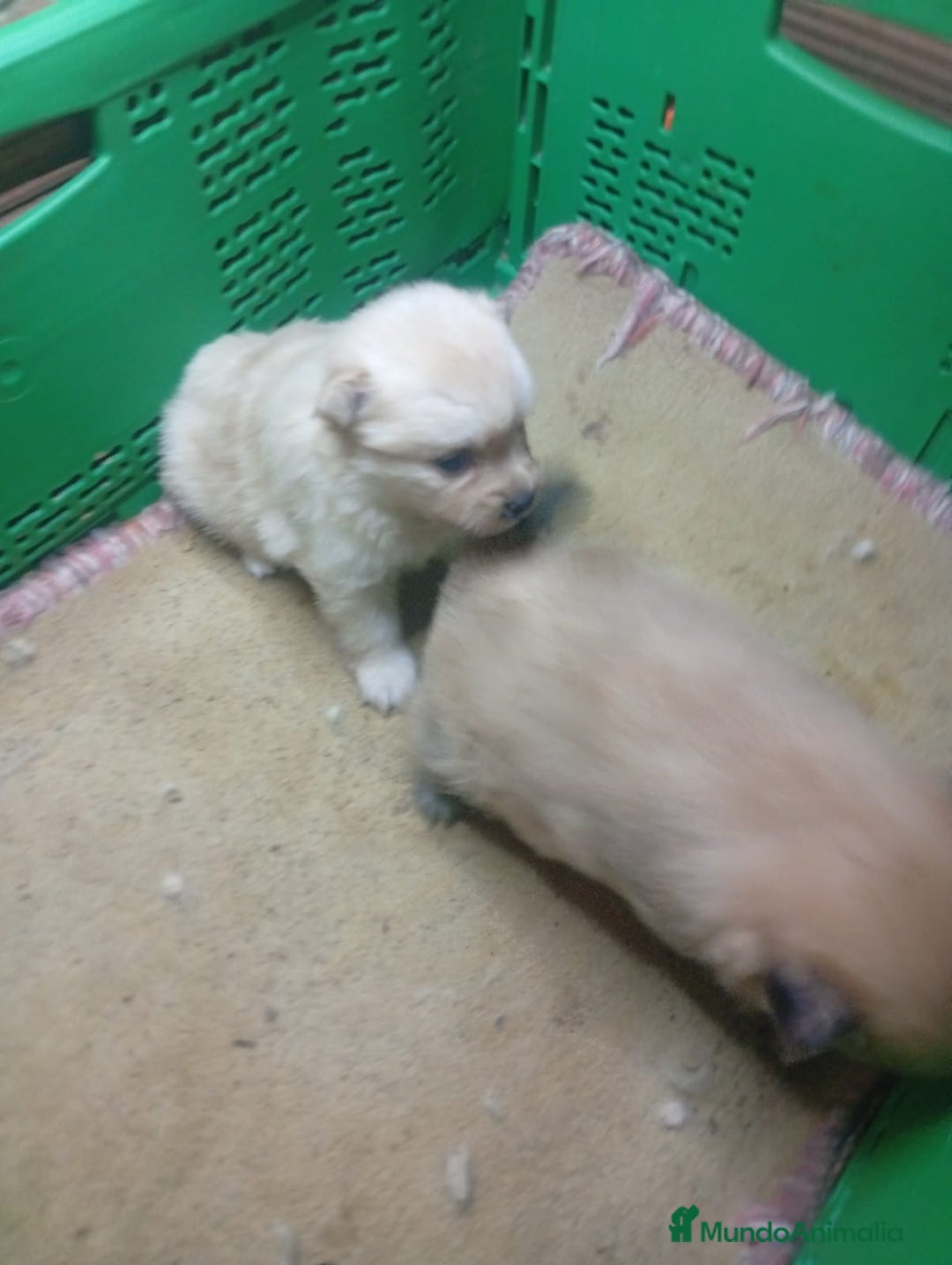 Pomerania perros en venta: POMERANIA CALIDAD Y SELECCIÓN  - Imagen 3
