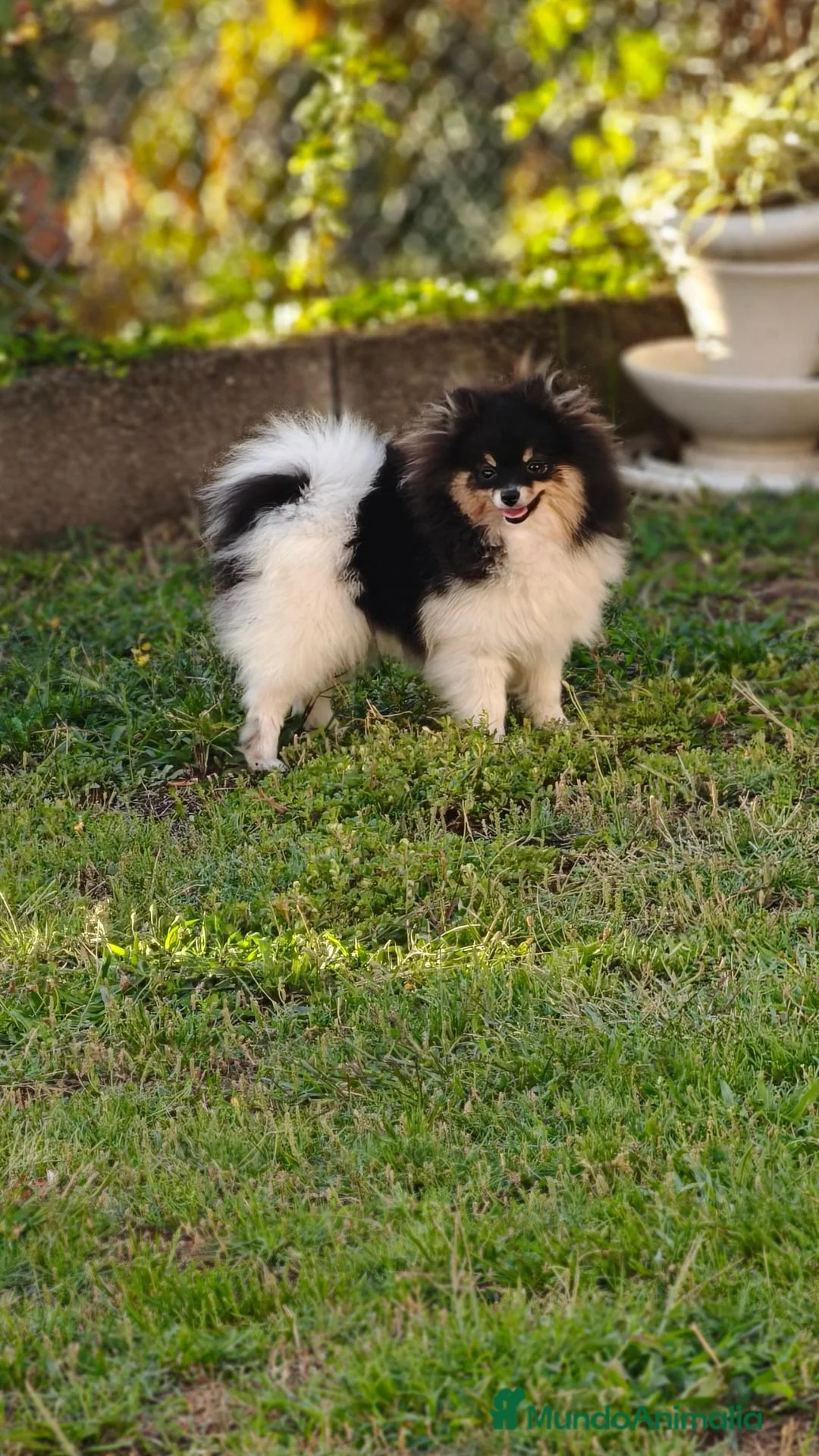 Pomerania perros en venta: Pomerania toy - Anuncio 2