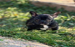 Bulldog Francés perros en venta: BULLDOG FRANCÉS HEMBRA DISPONIBLE en Barcelona - Imagen 4