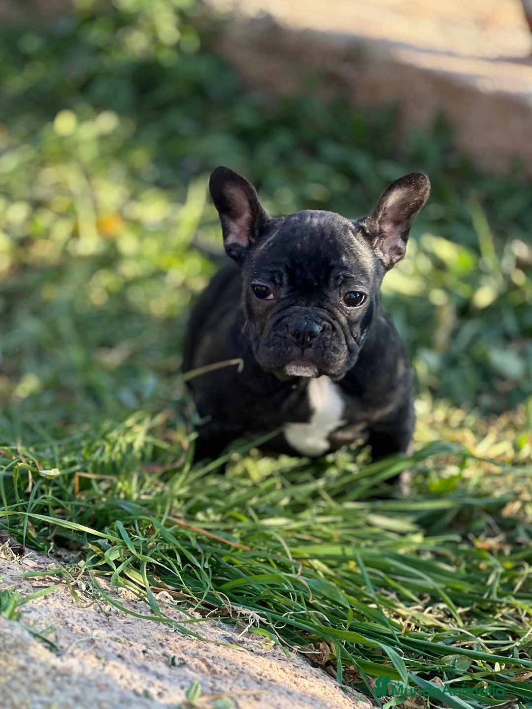 Bulldog Francés perros en venta: BULLDOG FRANCÉS HEMBRA DISPONIBLE en Barcelona - Imagen 4