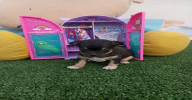 Chihuahua perros - Anuncio 3