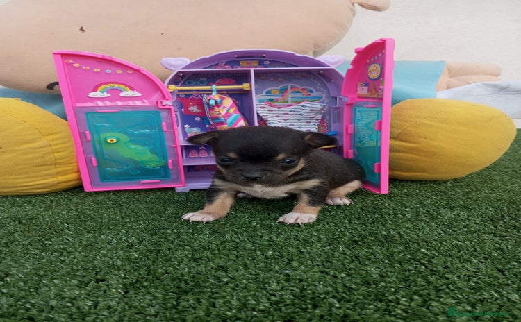 Chihuahua perros - Anuncio 4