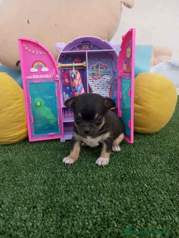 Chihuahua perros - Anuncio 4