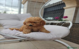Caniche Toy perros en venta: Caniche Toy apricot calidad  - Imagen 6