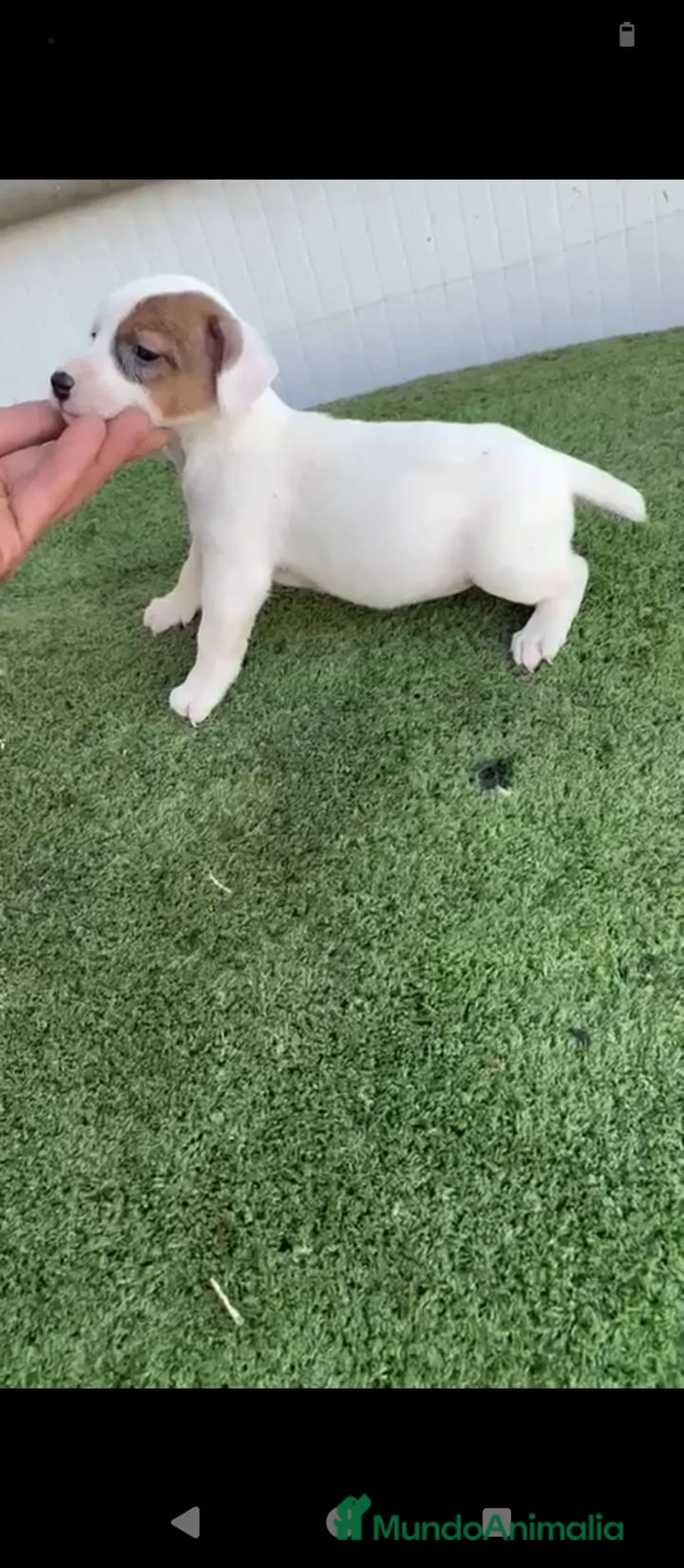 Jack Russell Terrier perros en venta: Jack Russell  - Anuncio 2