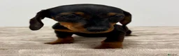 Teckel Miniatura perros en venta: Teckel miniatura - Anuncio 11
