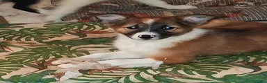 Border Collie 2