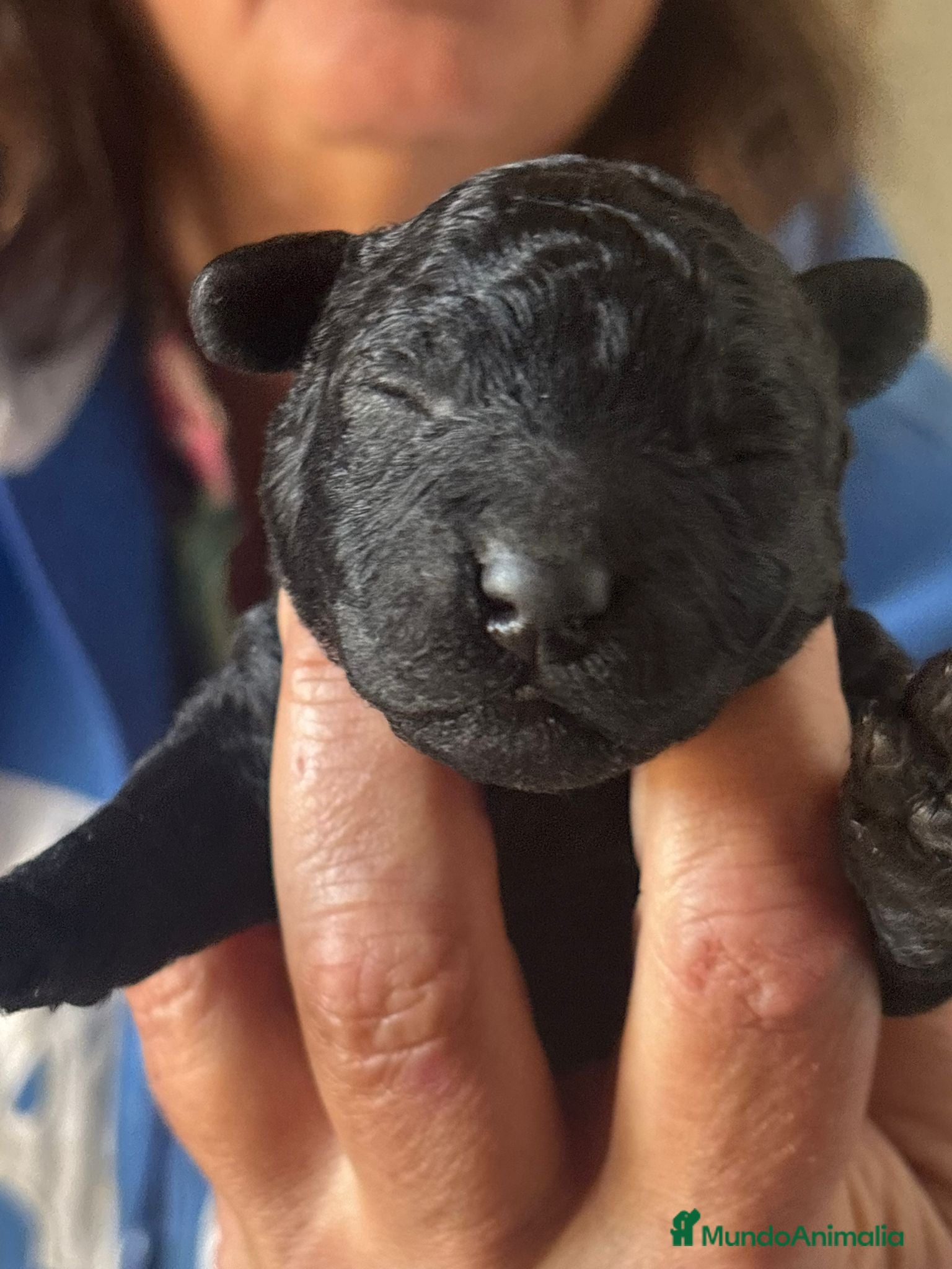 Caniche Toy perros Caniche toy para entrega Reyes  - Anuncio 2