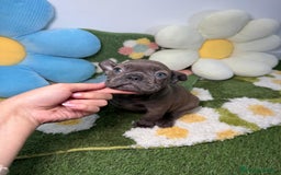 Bulldog Francés perros en venta: Bulldog Francés Macho Blue - Anuncio 4