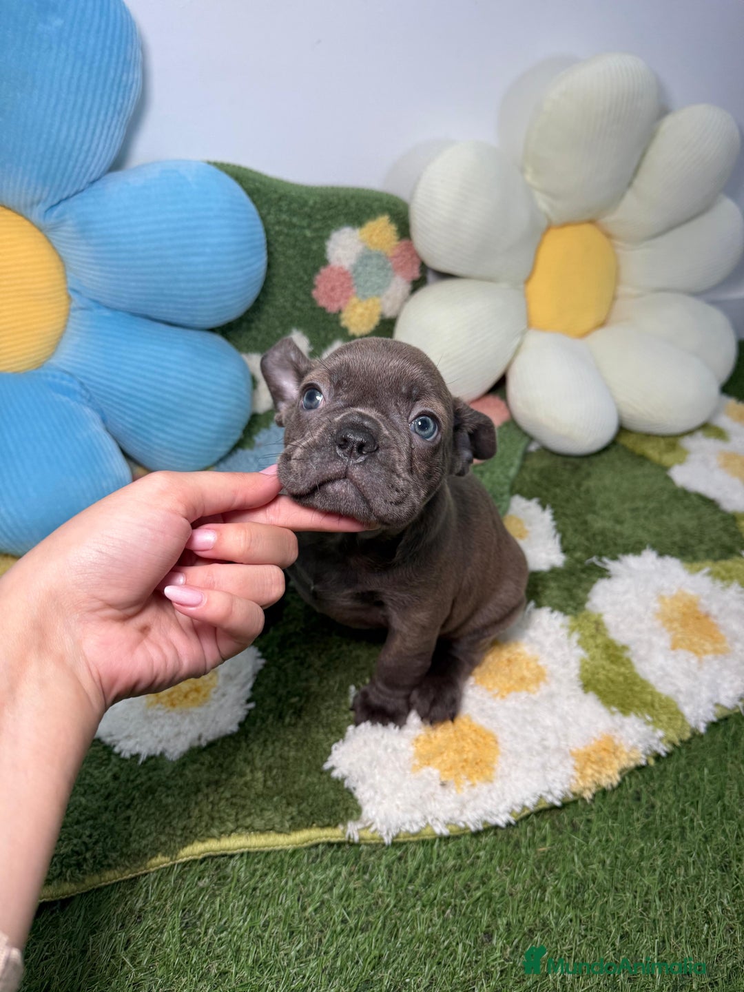 Bulldog Francés perros en venta: Bulldog Francés Macho Blue - Anuncio 4