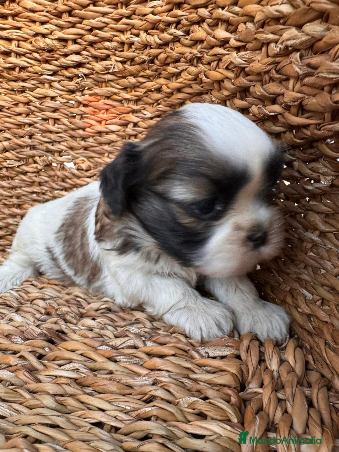 Shih Tzu perros en venta: Shih tzu mini - Imagen 4