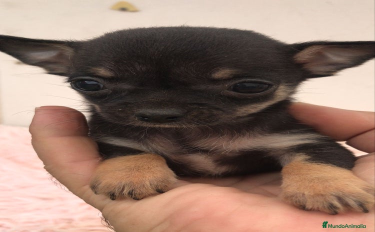 Chihuahua perros - Propaganda 5
