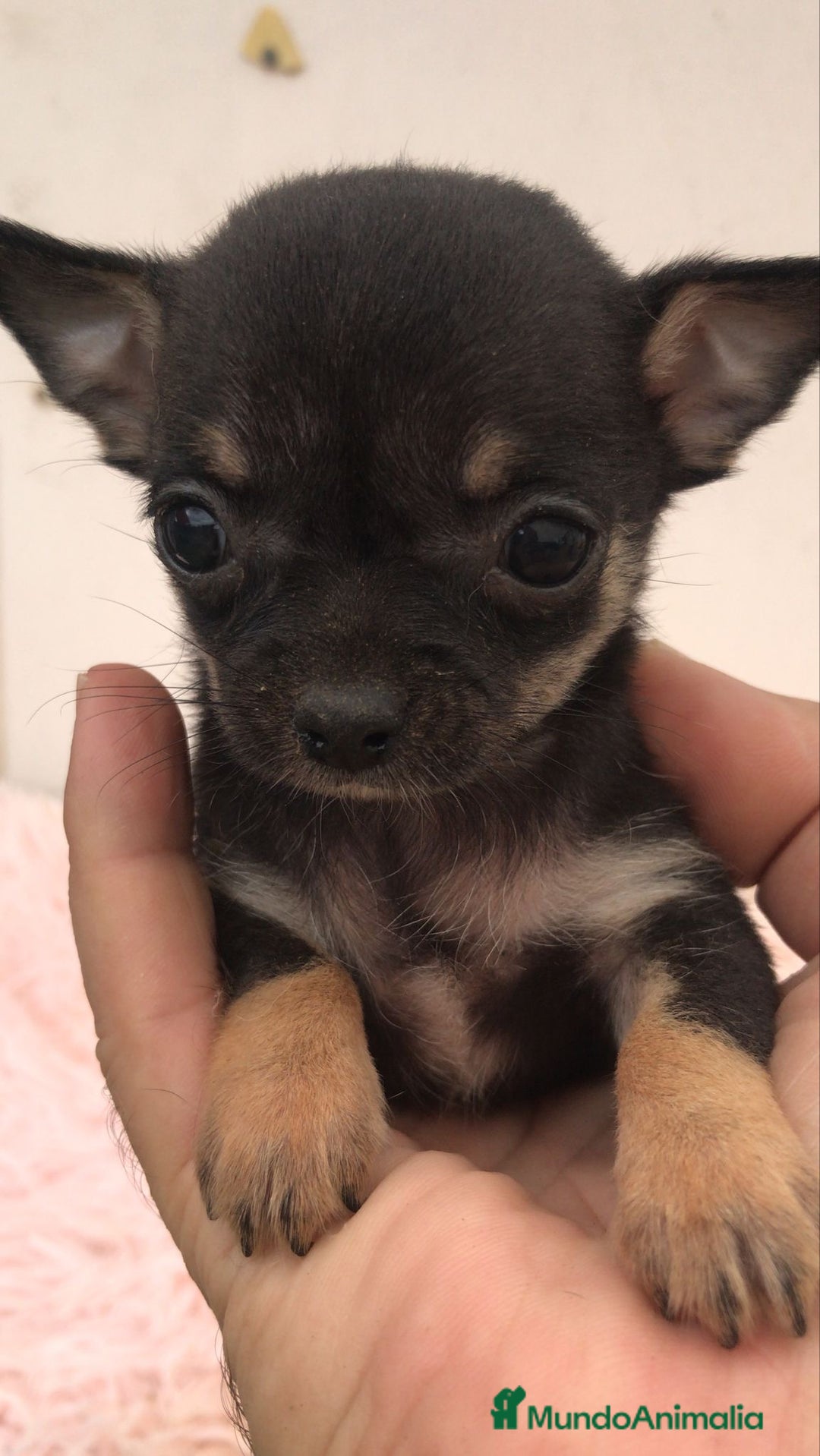 Chihuahua perros en venta: Chihuhuas minis minis - Imagen 1