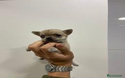 Chihuahua perros en venta: Cachorros Chihuahua 500€ ¡PRECIO REAL! - Imagen 3