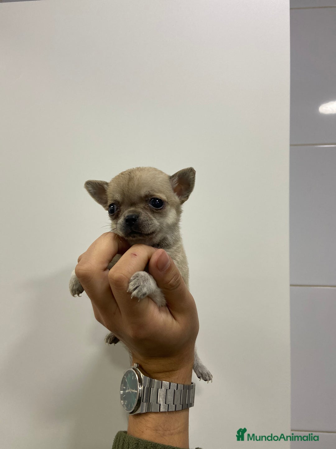 Chihuahua perros en venta: Cachorros Chihuahua 500€ ¡PRECIO REAL! - Imagen 3