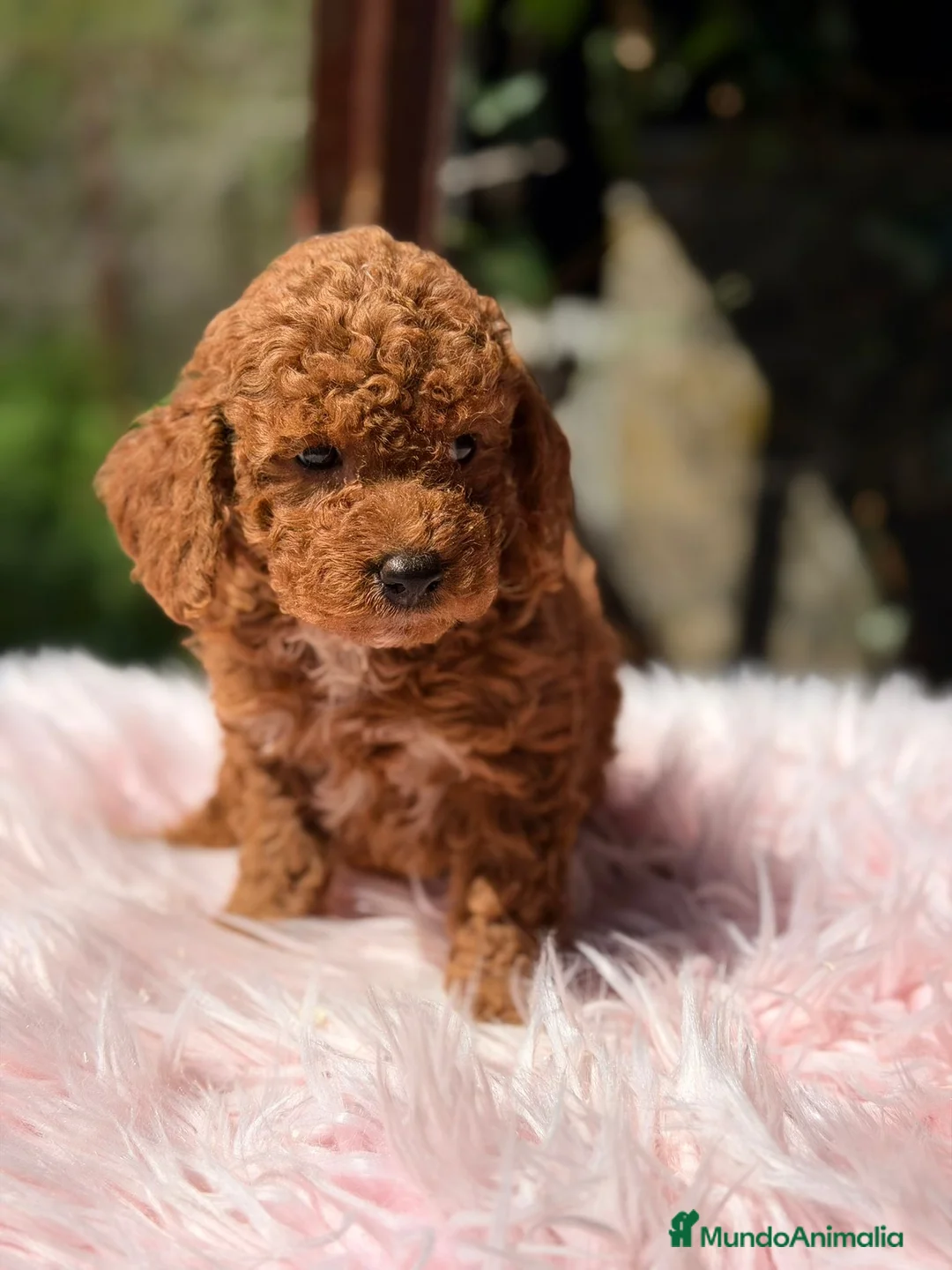 Raza Mixta perros en venta: CANICHE TOY ROJO INTENSO HEMBRA - Anuncio 7