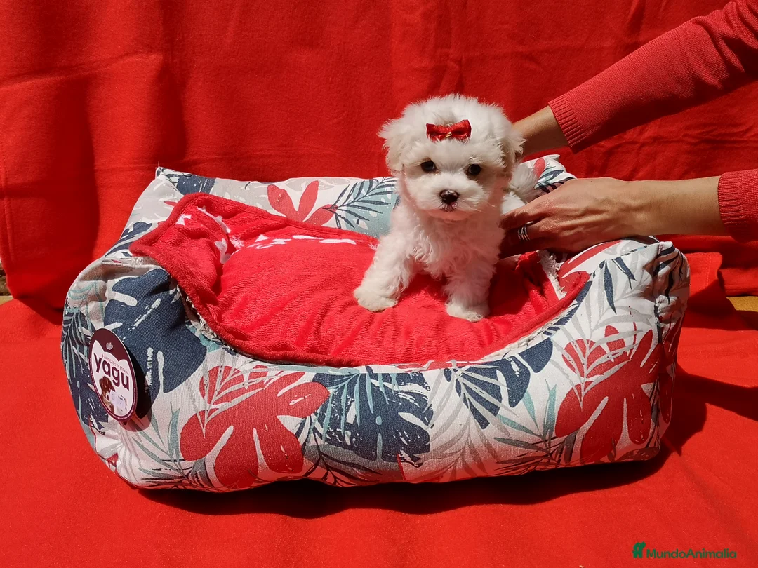 Bichón Maltés perros en venta: Bichón Maltés cachorros  en Barcelona - Anuncio 5