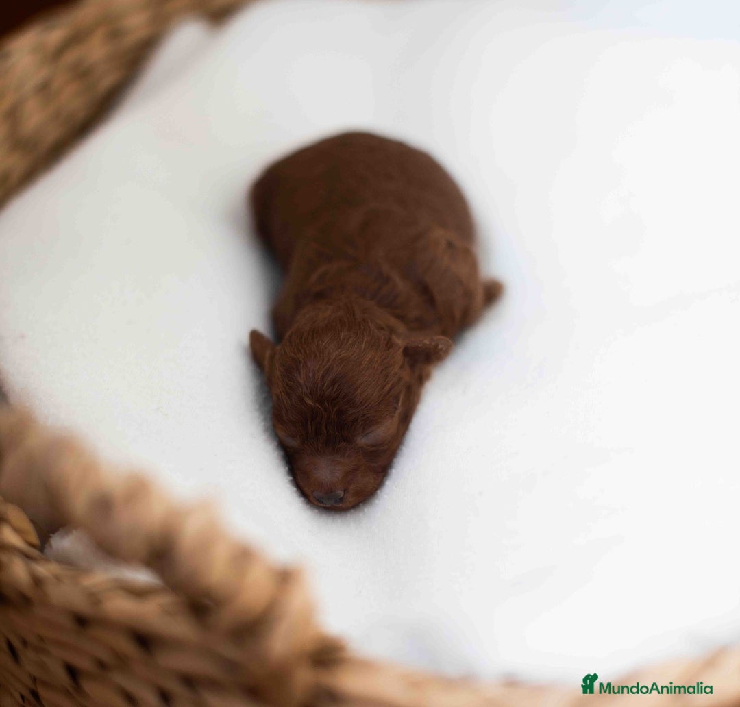 Caniche Toy perros en venta: Caniche toy rojo intenso - Anuncio 6