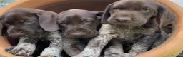 Braco Alemán de Pelo Corto perros en venta: Exclusivos bracos alemanes  - Anuncio 4