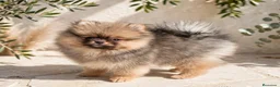 Pomerania perros en venta: Hembra Pomerania calidad top  - Anuncio 1