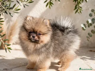 Pomerania perros Hembra Pomerania calidad top - Anuncio 1