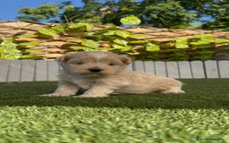 Maltipoo perros en venta: MALTIPOO MACHO - Imagen 10