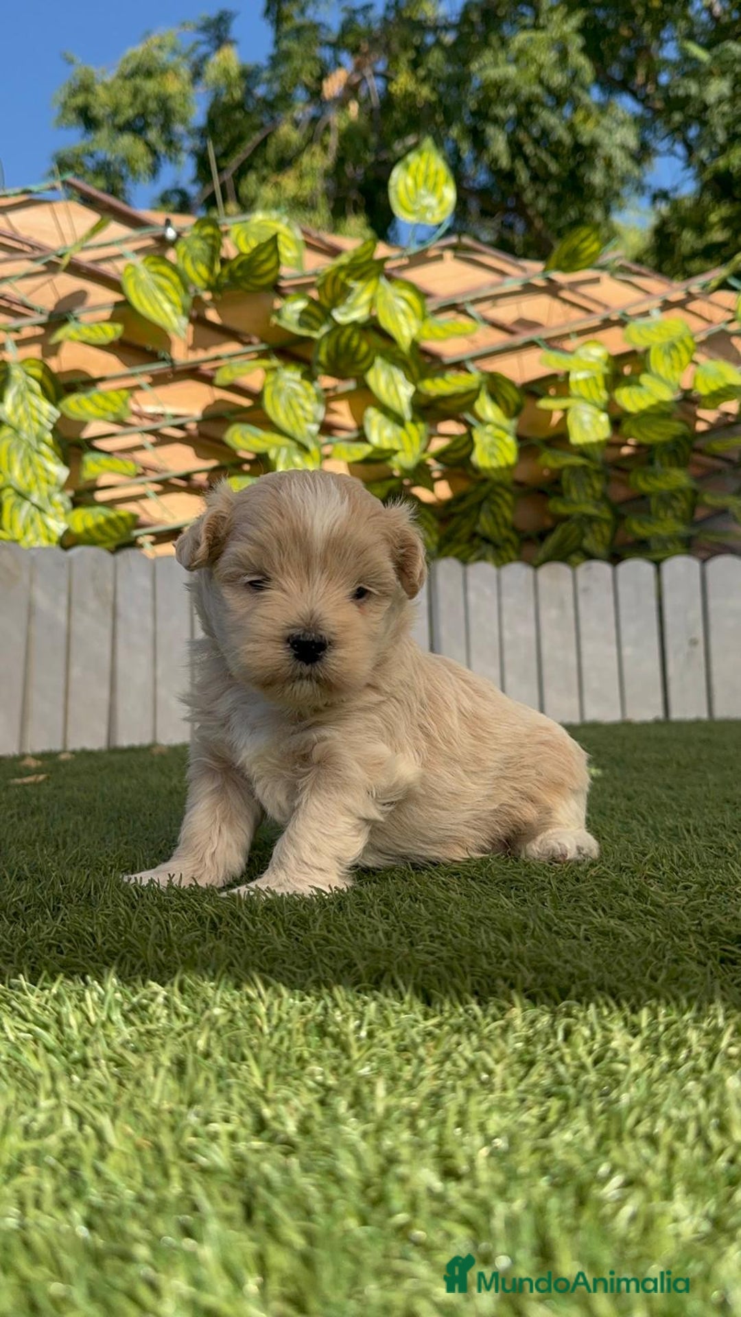 Maltipoo perros en venta: MALTIPOO MACHO - Imagen 10