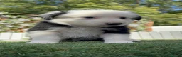 Border Collie perros en venta: BORDER COLLIE - HEMBRA - Anuncio 9