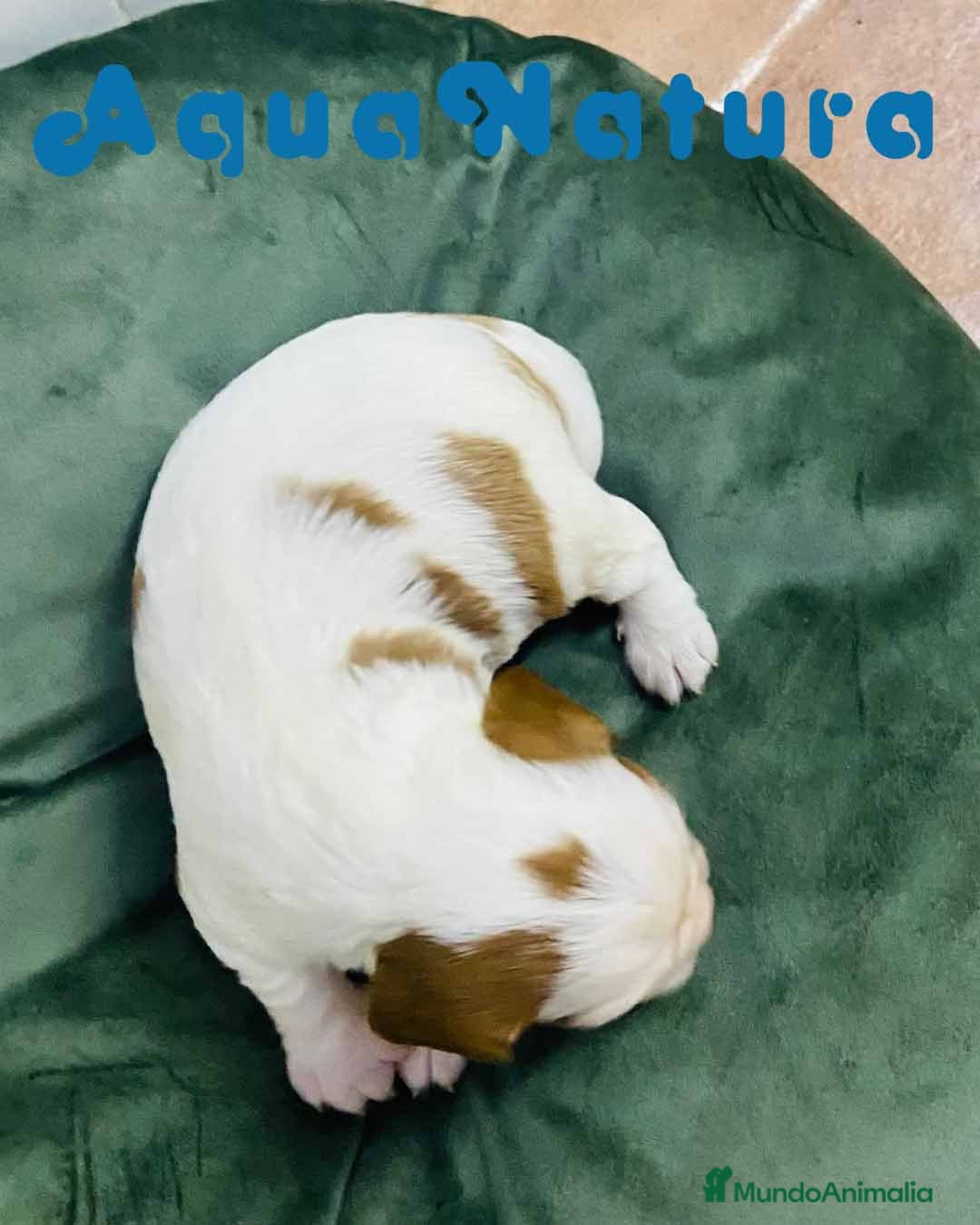 Cavalier King Charles Spaniel perros en venta: Cavalier King Macho de Moly y Nanu - AQUANATURA en Barcelona - Imagen 5