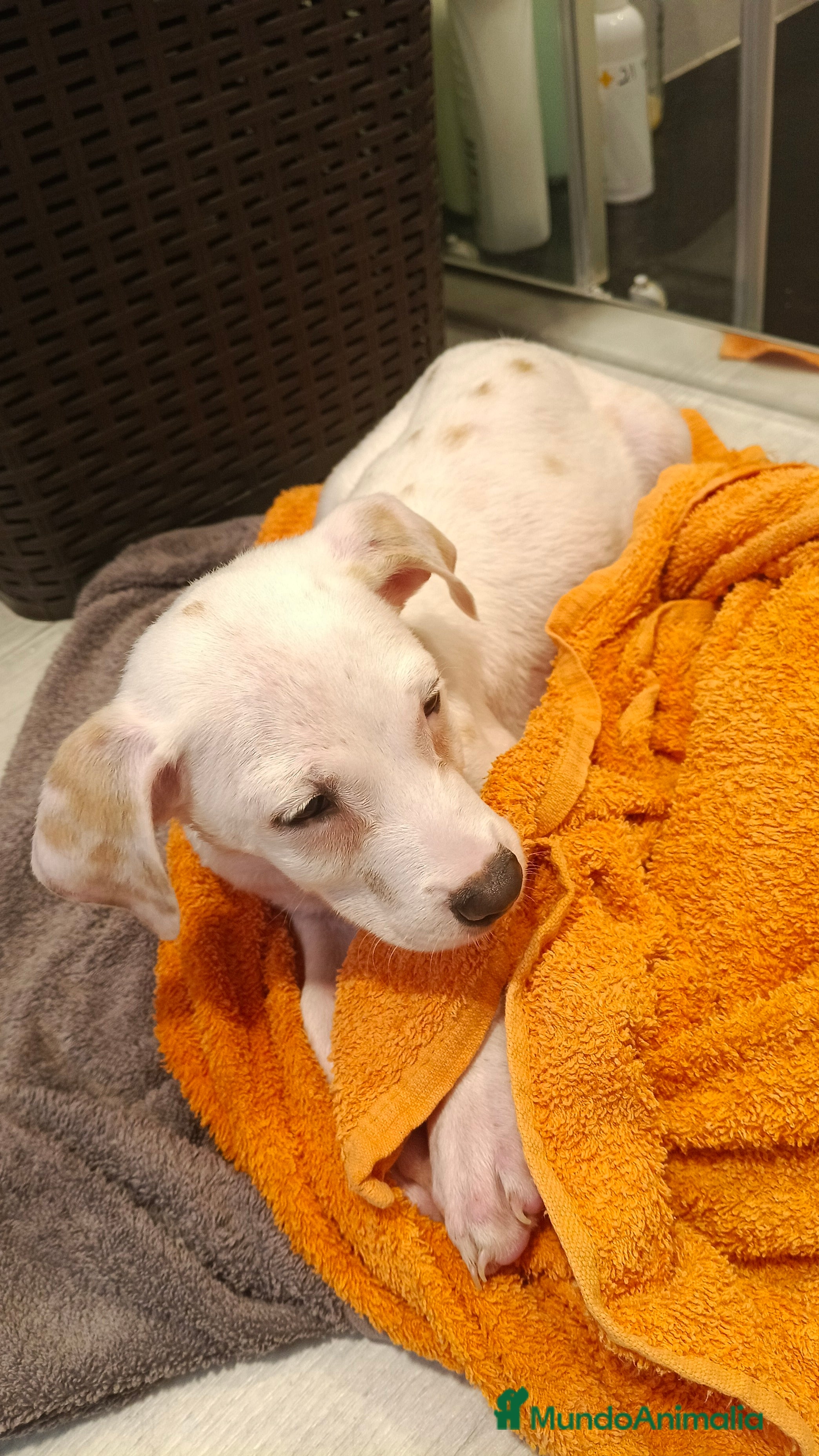 Dálmata perros Macho dalmata  - Anuncio 3