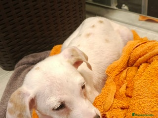 Dálmata perros Macho dalmata - Anuncio 3