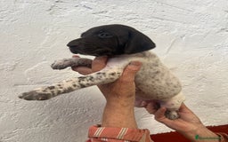 Braco Alemán de Pelo Corto perros en venta: Camada Braco Alemán  - Imagen 5