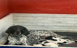 Braco Alemán de Pelo Corto perros en venta: Braco Alemán Macho - Imagen 3