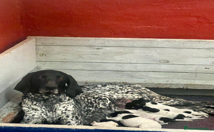 Braco Alemán de Pelo Corto perros - Anuncio 1