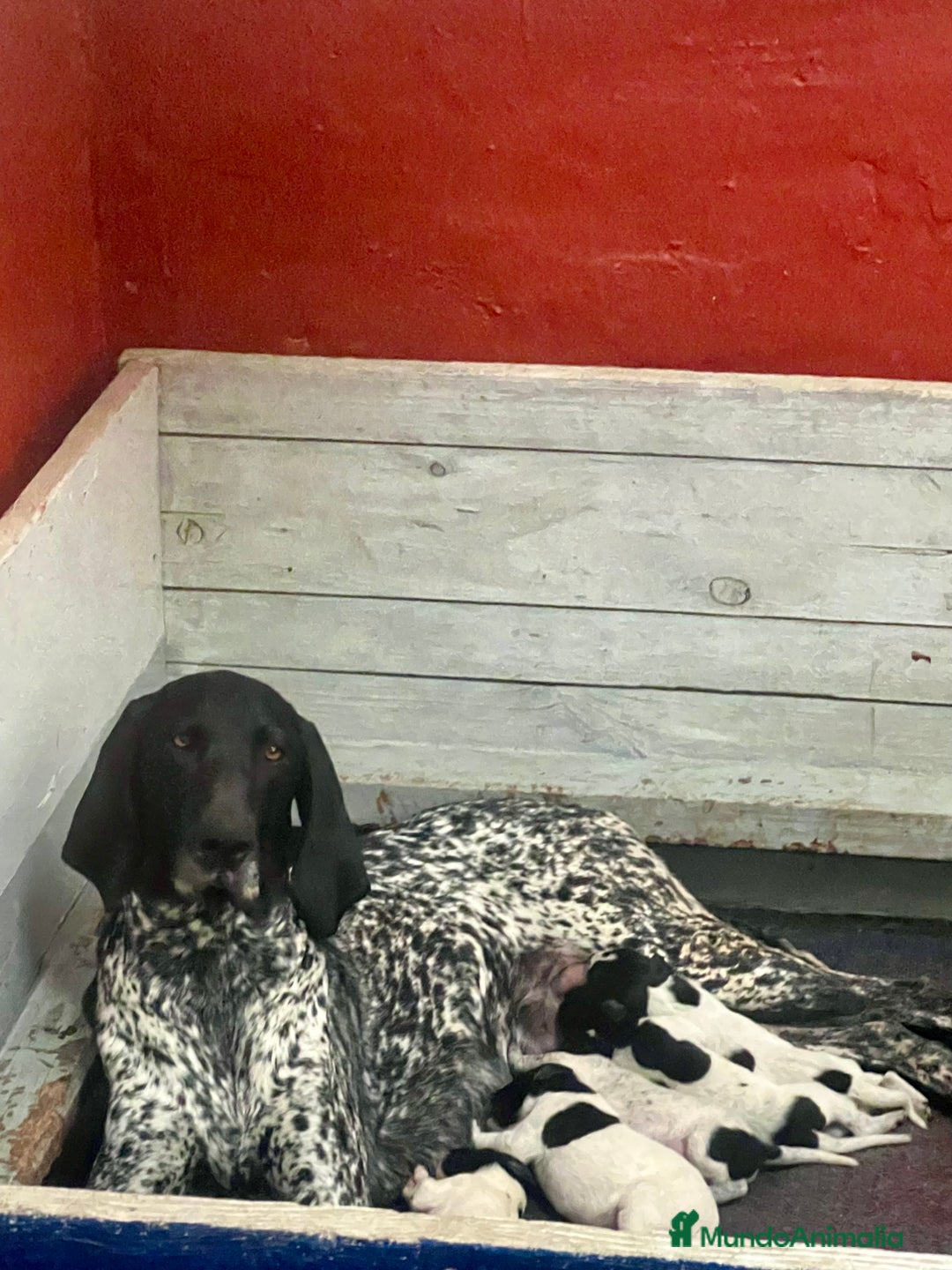 Braco Alemán de Pelo Corto perros en venta: Braco Alemán Macho - Imagen 3
