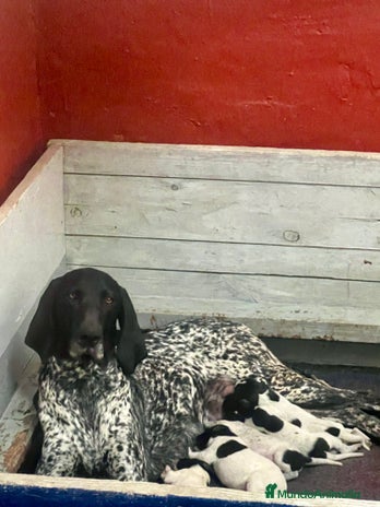 Braco Alemán de Pelo Corto perros - Anuncio 1