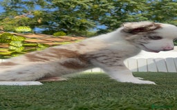 Border Collie perros en venta: BORDER COLLIE CHOCOMERLE - Imagen 5