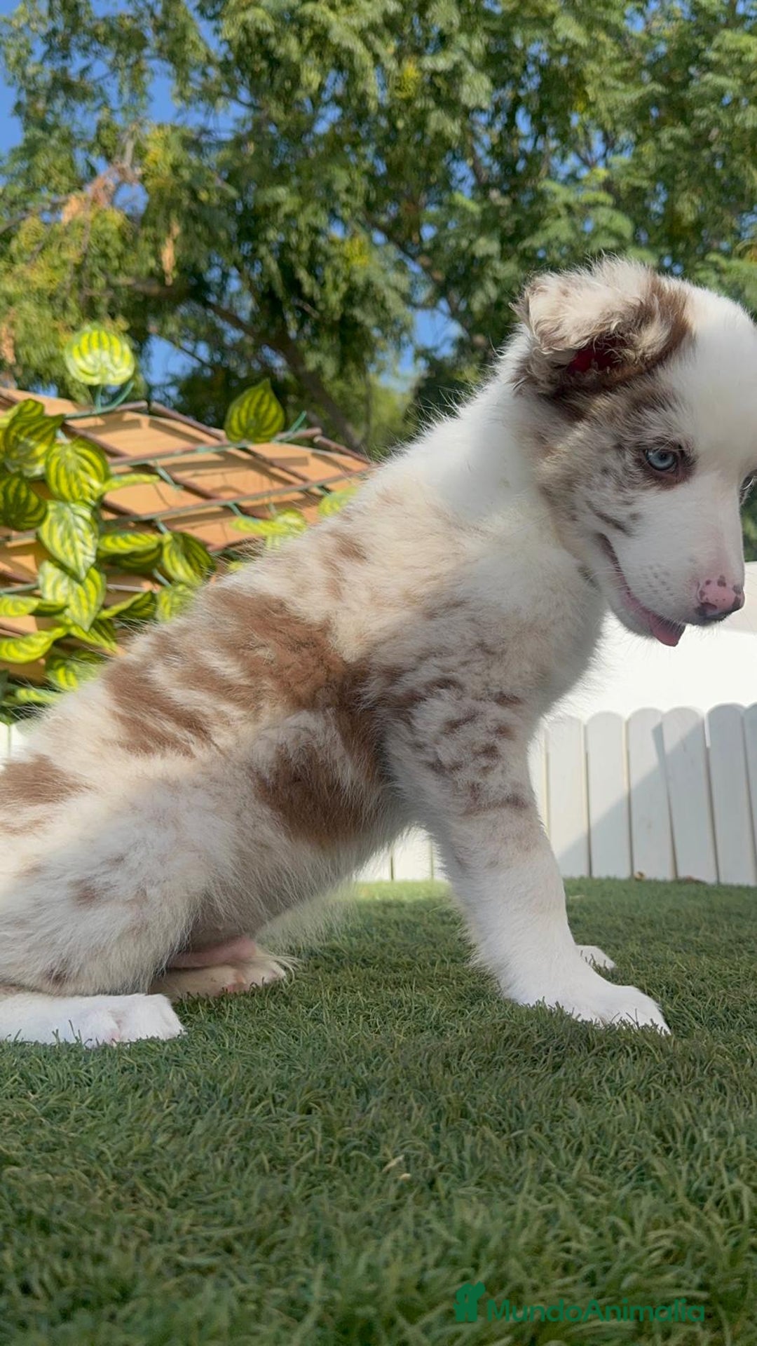 Border Collie perros en venta: BORDER COLLIE CHOCOMERLE - Imagen 5