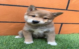 Shiba Inu perros en venta: SHIBA INU - Imagen 1
